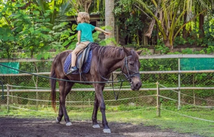 Experiencia Previa en Equitación para Hipoterapia: ¿Es Necesaria?