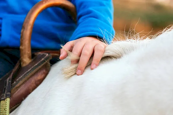 Experiencia con Caballos: ¿Necesaria para Participar en Hipoterapia?